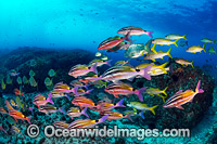 Goatfish Tarwhine and Bream Photo - Gary Bell