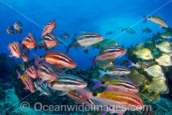 Goatfish Tarwhine and Bream photo Goatfish Tarwhine and Bream photo