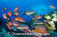 Goatfish Tarwhine and Bream Photo - Gary Bell