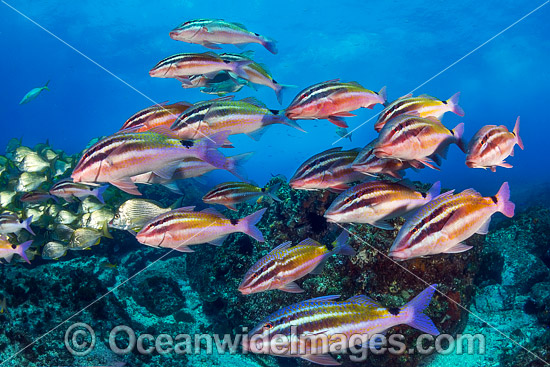 Schooling Fish Coffs Harbour photo Schooling Fish Coffs Harbour photo