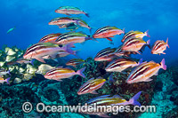 Schooling Fish Coffs Harbour Photo - Gary Bell