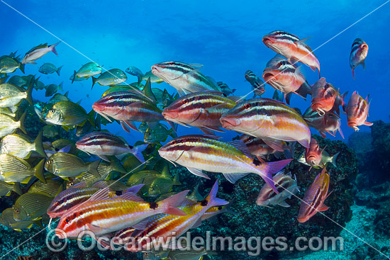 Goatfish Tarwhine and Bream photo