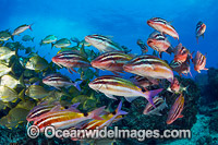 Goatfish Tarwhine and Bream Photo - Gary Bell