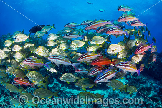 Goatfish Tarwhine and Bream photo