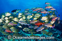 Goatfish Tarwhine and Bream Photo - Gary Bell