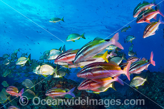 Schooling Fish Coffs Harbour photo Schooling Fish Coffs Harbour photo