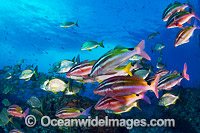 Schooling Fish Coffs Harbour Photo - Gary Bell