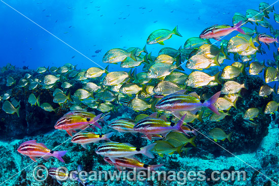 Goatfish Tarwhine and Bream photo