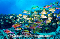 Goatfish Tarwhine and Bream Photo - Gary Bell