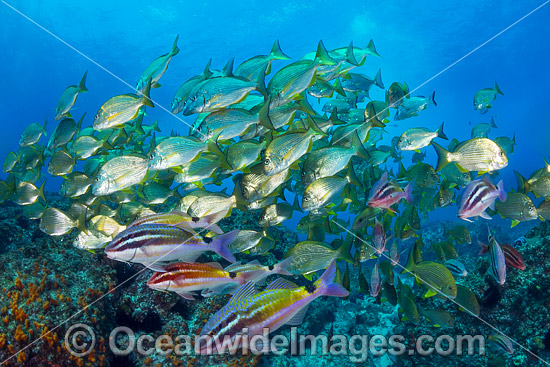 Schooling Fish Coffs Harbour photo