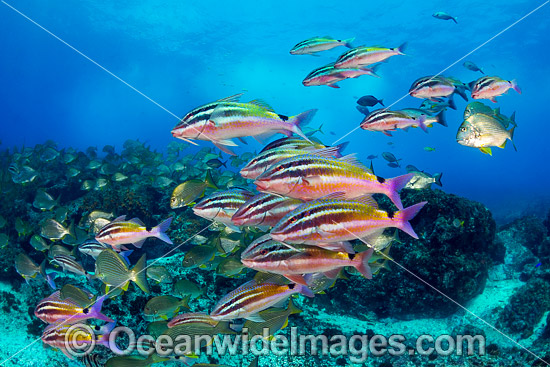 Goatfish Tarwhine and Bream photo