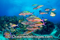 Goatfish Tarwhine and Bream Photo - Gary Bell