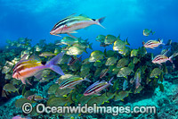 Schooling Fish Coffs Harbour Photo - Gary Bell