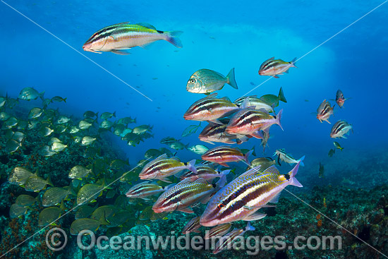 Goatfish Tarwhine and Bream photo