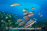 Goatfish Tarwhine and Bream Photo - Gary Bell