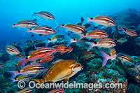 Goatfish and Morwong Photo - Gary Bell