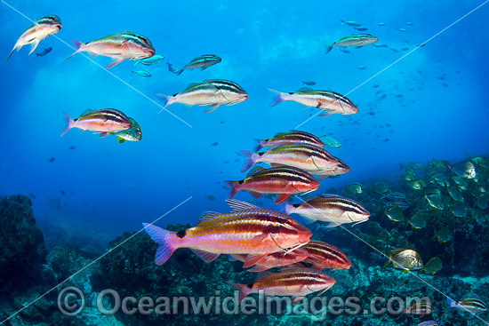 Goatfish Tarwhine and Bream photo