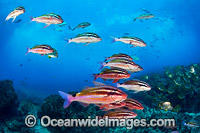 Goatfish Tarwhine and Bream Photo - Gary Bell