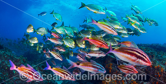 Goatfish Tarwhine and Bream photo