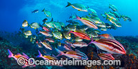 Goatfish Tarwhine and Bream Photo - Gary Bell