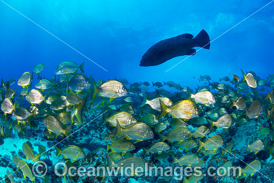 Cod Tarwhine and Bream photo Cod Tarwhine and Bream photo