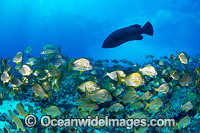 Cod Tarwhine and Bream Photo - Gary Bell