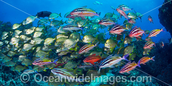 Goatfish Tarwhine and Bream photo Goatfish Tarwhine and Bream photo