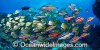 Goatfish Tarwhine and Bream Photo - Gary Bell