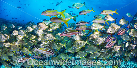 Tarwhine Bream and Goatfish photo Tarwhine Bream and Goatfish photo
