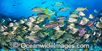 Tarwhine Bream and Goatfish Photo - Gary Bell