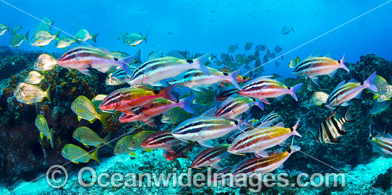 Goatfish Tarwhine and Bream photo