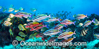 Goatfish Tarwhine and Bream Photo - Gary Bell