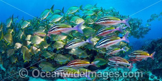 Goatfish Tarwhine and Bream photo Goatfish Tarwhine and Bream photo