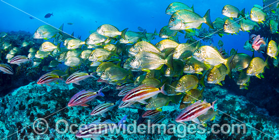 Goatfish Tarwhine and Bream photo Goatfish Tarwhine and Bream photo