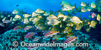 Goatfish Tarwhine and Bream Photo - Gary Bell