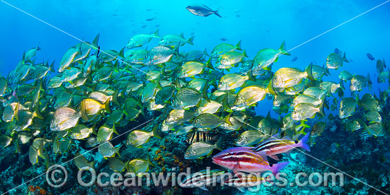 Goatfish Tarwhine and Bream photo