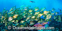 Goatfish Tarwhine and Bream Photo - Gary Bell