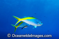 Fusilier cleaned by Wrasse Photo - Gary Bell