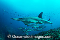White-spotted Guitarfish Photo - Gary Bell