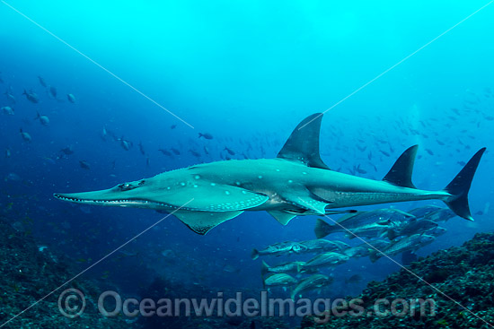 White-spotted Guitarfish photo White-spotted Guitarfish photo