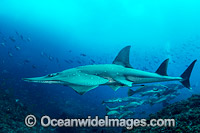 White-spotted Guitarfish Photo - Gary Bell