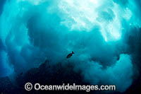 Crashing Wave Solitary Islands Photo - Gary Bell