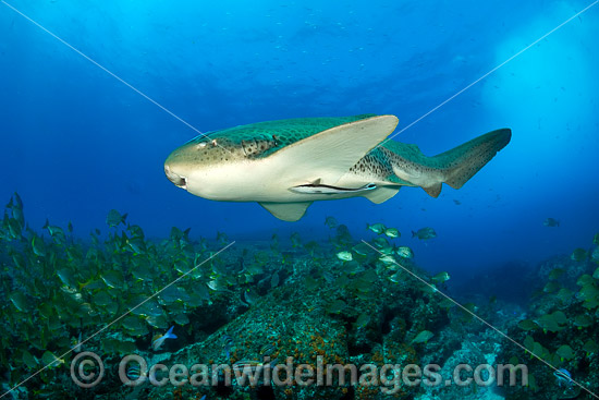 Leopard Shark photo Leopard Shark photo