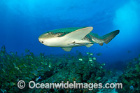 Leopard Shark Photo - Gary Bell
