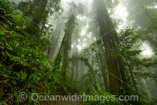 Dorrigo Rainforest in mist photo