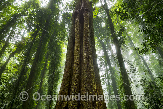 Dorrigo Rainforest photo Dorrigo Rainforest photo