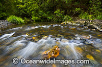 Urumbilum River Bindarri National Park Photo - Gary Bell