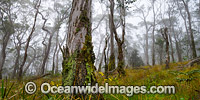 Snow Gums in mist Photo - Gary Bell