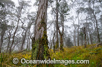 Snow Gums New England National Park Photo - Gary Bell