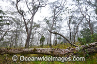 Snow Gums in mist Photo - Gary Bell